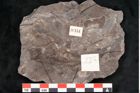 Foto (Objekt + Etikett) von Cinnamomum intermedium Ettingshausen (NHMW-GEO-2024-0188-10151)